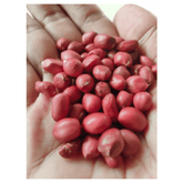 Pattu Raw Red Peanuts